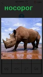 идет носорог по воде 460 слов 4 уровень 13