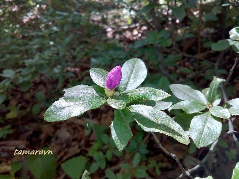 Рододендрон остроконечный (Rhododendron mucronulatum)