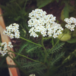 medicinal white yarrow