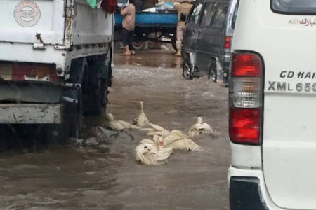 بالصور :البشر لايص والبط هايص فى مياه أمطار اسكندرية