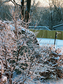 Thick ice on Japanese maple branches