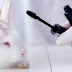 Governo proíbe uso de animais em pesquisas de cosméticos e perfumes