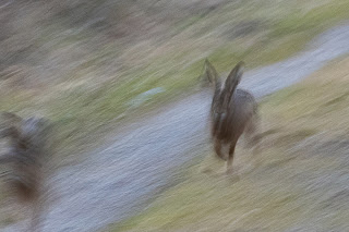 Hase auf der Flucht