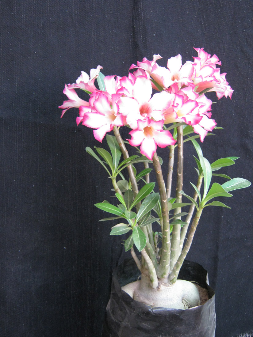 Adenium - AdeniumPlant Bonsai Plant | Bonsai Adenium Plant