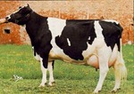 sapi