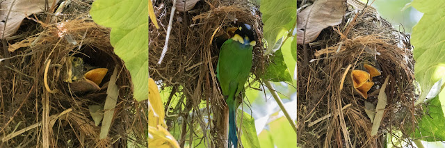 long-tailed broadbill