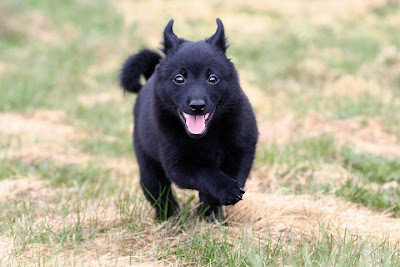 Schipperke Puppy Picture