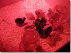 new chicks 12