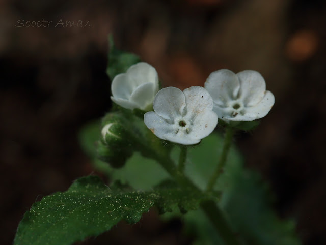 Omphalodes japonica