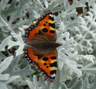 Frog End Wildlife: Lepidoptera - Butterflies & Moths