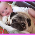 Pug Dog Loves Baby They Share Funny Playtime Moments