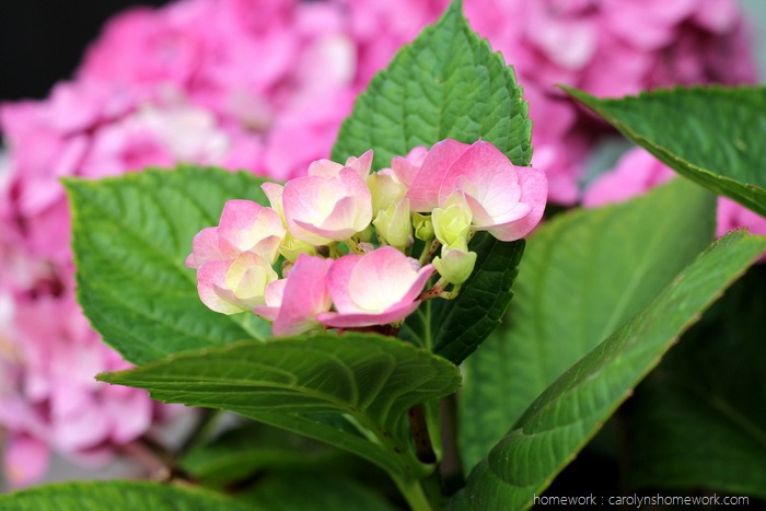 Pressed Hydrangeas via homework (4)