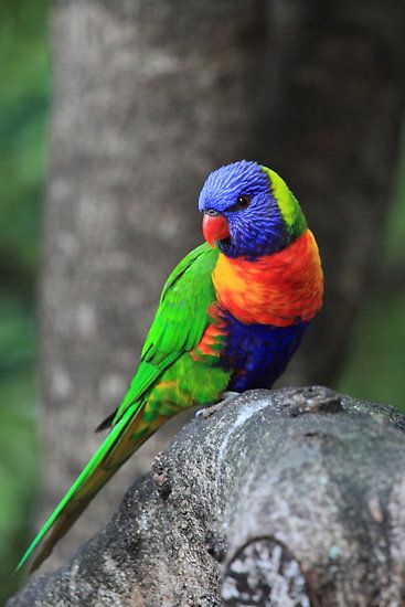 Rainbow Lorikeet (Trichoglossus haematodus) | Our World’s 10 Beautiful and Colorful Birds