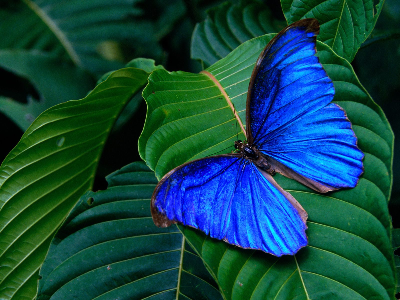 Gambar Kupu Kupu Butterfly Wallpapers