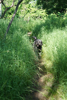 Narrow path on the Betty Sutherland Hill