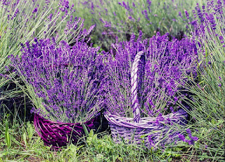 Lavanda