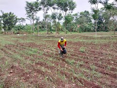 Babinsa Koramil 07/Wonopringgo Pekalongan Lakukan Pemupukan dan Penyiangan Rumput di lahan Jagung