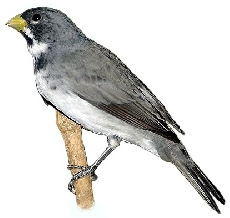 Pássaro Coleiro (Sporophila caerulescens) 