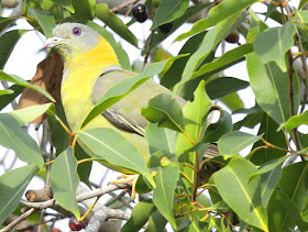 Yellow footed green pigeon - the state bird of Maharashtra - seen at Tadoba Tiger Reserve, India