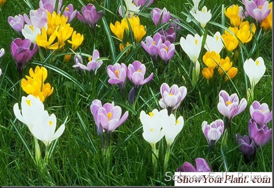 crocuss