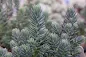 Blue Spruce Sedum - Sedum Blue Spruce care