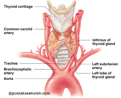lokasi kelenjar tiroid