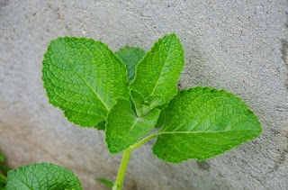 Spices name in Marathi, Spices in English and Marathi