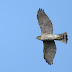 絵鞆半島の渡り鳥、ツミ