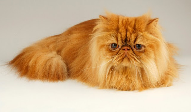 Persian Cat - gato persa