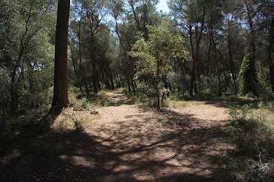 BANYERES DEL PENEDÈS CASTELL DE BANYERES - ERMITA DE LA MARE DE DÉU DELS ARQUETS - LLEGER - ERMITA SANT PONÇ; Camí al Bosc Gran del Papiol