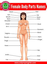 Female full body | Female full body parts name with Picture | Female full body picture