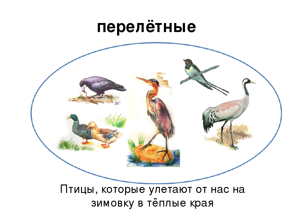 Знакомство С Перелетными Птицами В Старшей Группе