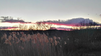 Anas platyrhynchos, azulón, ánade real, Laguna del Picón de los Conejos,Grupos reducidos, sostenibilidad, turismo sostenible, bajo impacto, caminos publicos, transporte público, salida de observación, excursiones aitor, fauna Madrid, Jarama, Parque Natural del Sureste, Parque Regional en torno a los ejes de los cursos bajos de los ríos Manzanares y Jarama, conoceris, ruta guiada, aves invernantes, Jarama, Velilla de San Antonio, 24 de enero, carrizo, Phragmites australis, ocaso, 