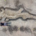 'Naga Laut' Ditemukan di Dasar Sebuah Waduk, Berasal dari 90 Juta Tahun Lalu!