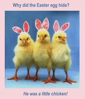 easter funny eggs little chicken quotes