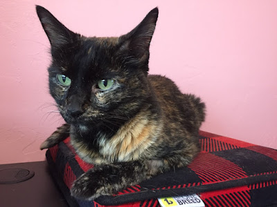 Tortie cat on a red plaid cat bed in front of a pink wall