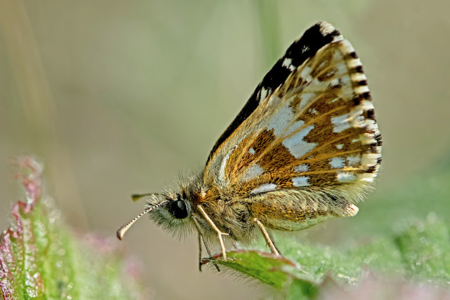 Pyrgus malvae the Grizzled Skipper butterfly