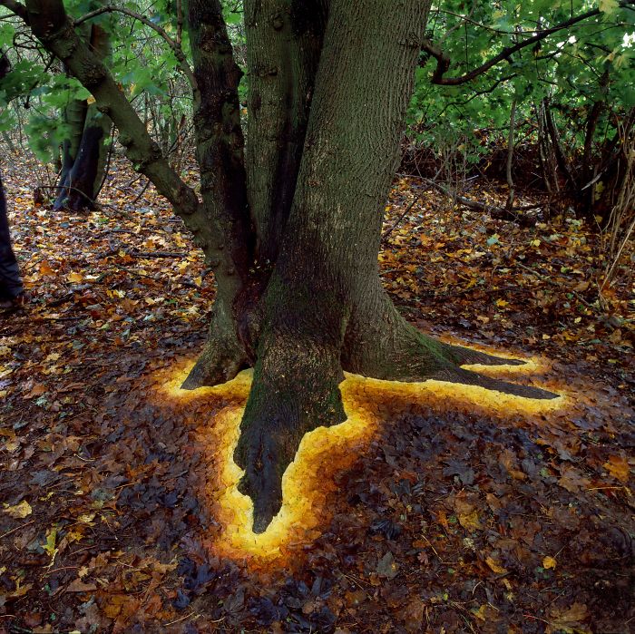 36 Unbelievable Pictures That Are Not Photoshopped - Glowing Base Of Tree Made By Arranging Leaves