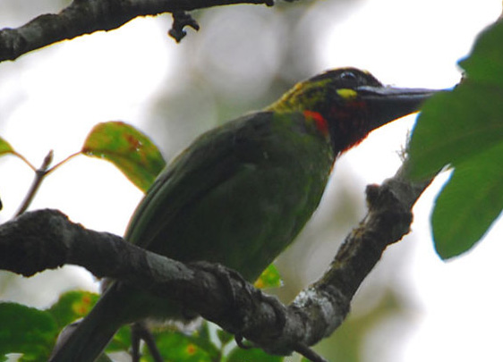 Foto Gambar Burung