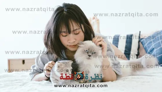 نوم القطط