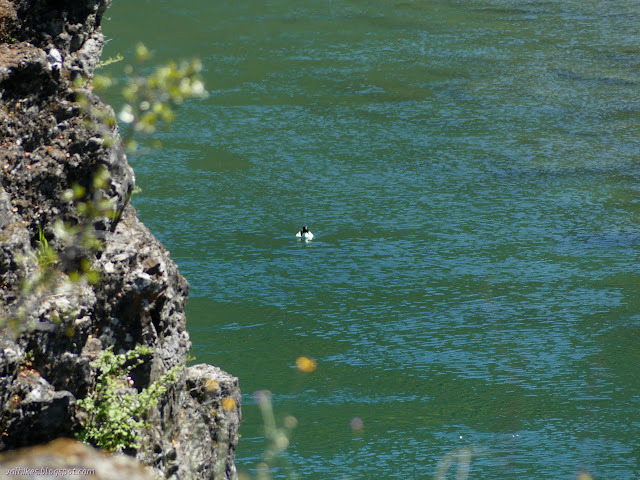 common merganser