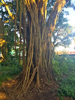 Jardim Botânico Chico Mendes