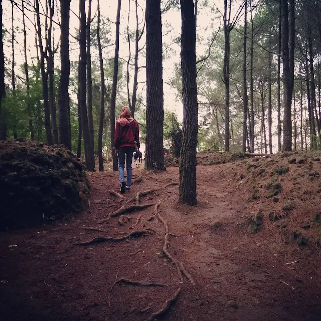 foto hutan pinus imogiri jogja