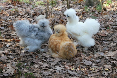 Silkie chickens sitting in leaves