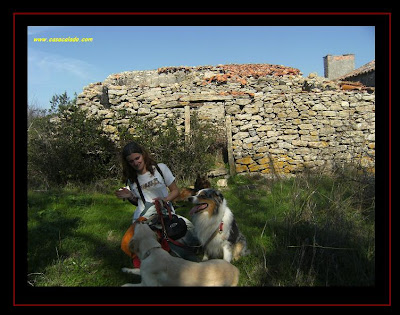 pastor australiano e golden retriever na Aldeia de Broas