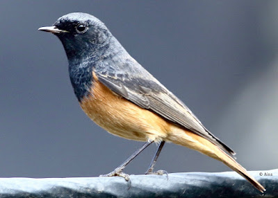 Black Redstart