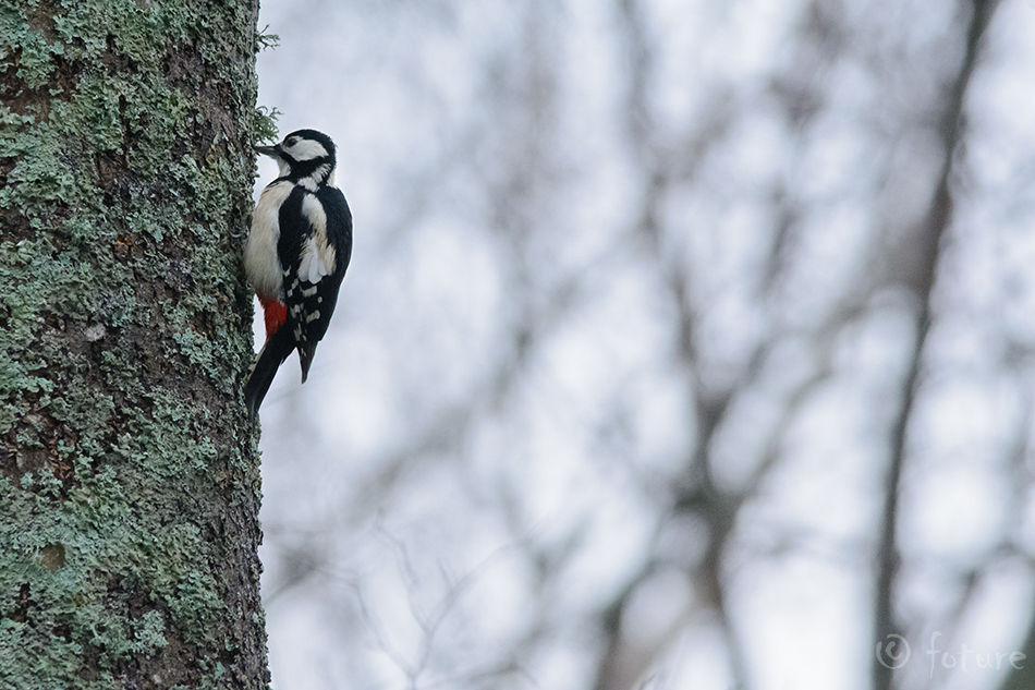 Suur-Kirjurähn, Dendrocopos major, Great Spotted Woodpecker, Greater Pied, rähn, Picoides