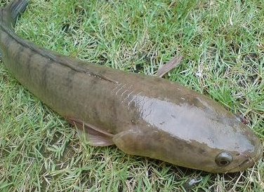 Khasiat ikan gabus untuk penyembuhan luka