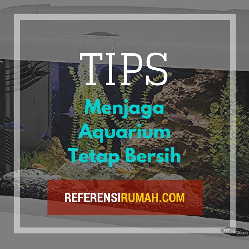 Jangan Ikannya Saja yang Dirawat  Tapi Aquariumnya Juga 