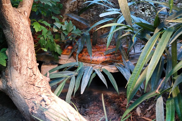 vienne blumengärten hirschstetten serre tropicale